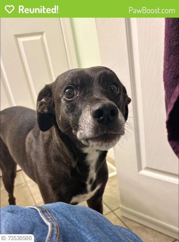 Reunited Male Dog last seen 207/87 avenue Langley twp, Langley Township, BC V1M 3X4