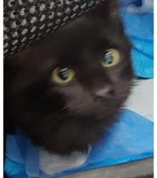 Shelter Stray Female Cat last seen 1600Clifton Rd NE Atlanta GA 30332, 30032, GA, 3280 Chamblee Dunwoody Rd, Chamblee, GA 30341, USA