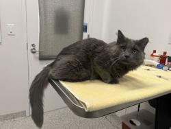 Shelter Stray Male Cat last seen NE Prather Rd & NE Rock Creek Dr, KCMO, 64116, 64116, MO, 7077 Elmwood Ave, Kansas City, MO 64132, USA