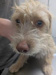 Shelter Stray Male Dog last seen Meadowlake Rd FOUND A WEEK AGO CANT KEEP, Meadow Lake, NM, 1209 NM-314, Los Lunas, NM 87031, USA