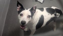 Shelter Stray Female Dog last seen Near Castillo (ACO-GG), Tome,, 1209 NM-314, Los Lunas, NM 87031, USA