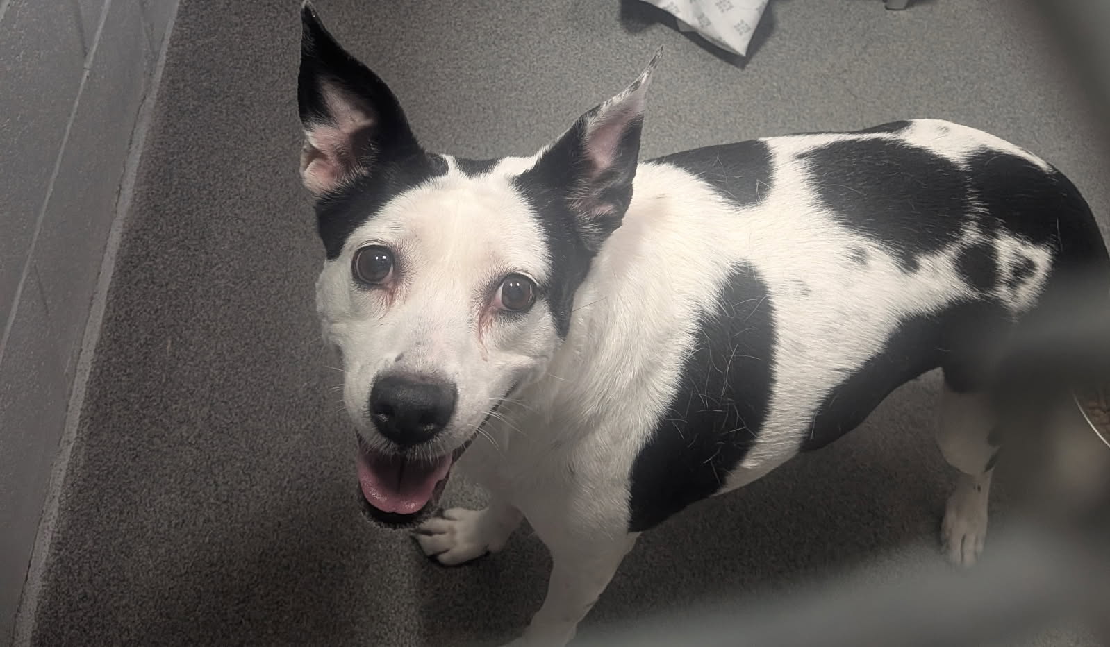Shelter Stray Female Dog last seen Near Castillo (ACO-GG), Tome,, 1209 NM-314, Los Lunas, NM 87031, USA