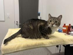 Shelter Stray Female Cat last seen Near N Antioch Rd, KCMO, 64119, 64119, MO, 7077 Elmwood Ave, Kansas City, MO 64132, USA