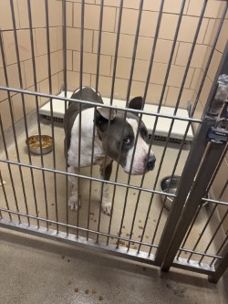 Shelter Stray Male Dog last seen Royal Crest Dr., 75149, TX, 1650 Gross Rd, Mesquite, TX 75149, USA