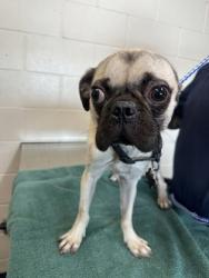 Shelter Stray Male Dog last seen Near BOB PETTIT BLVD, 70820, LA, 2550 Gourrier Ave, Baton Rouge, LA 70820, USA