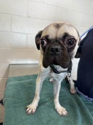 Shelter Stray Male Dog last seen Near BOB PETTIT BLVD, 70820, LA, 2550 Gourrier Ave, Baton Rouge, LA 70820, USA