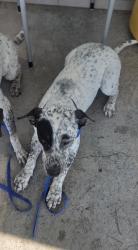 Shelter Stray Male Dog last seen , , TX, 355 Hillshire Dr, Haslet, TX 76052, USA