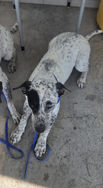 Shelter Stray Male Dog last seen , , TX, 355 Hillshire Dr, Haslet, TX 76052, USA