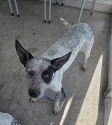 Shelter Stray Male Dog last seen , , TX, 355 Hillshire Dr, Haslet, TX 76052, USA
