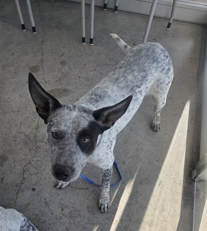 Shelter Stray Male Dog last seen , , TX, 355 Hillshire Dr, Haslet, TX 76052, USA