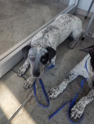 Shelter Stray Male Dog last seen , , TX, 355 Hillshire Dr, Haslet, TX 76052, USA