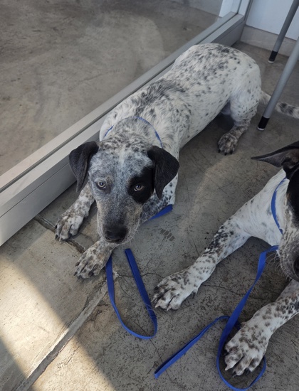 Shelter Stray Male Dog last seen , , TX, 355 Hillshire Dr, Haslet, TX 76052, USA