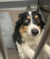 Shelter Stray Male Dog last seen , Keller, TX, 330 Rufe Snow Dr, Keller, TX 76248, USA