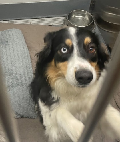 Shelter Stray Male Dog last seen , Keller, TX, 330 Rufe Snow Dr, Keller, TX 76248, USA