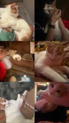 Lost Male Cat last seen Near marland st, Pittsburgh, PA 15210