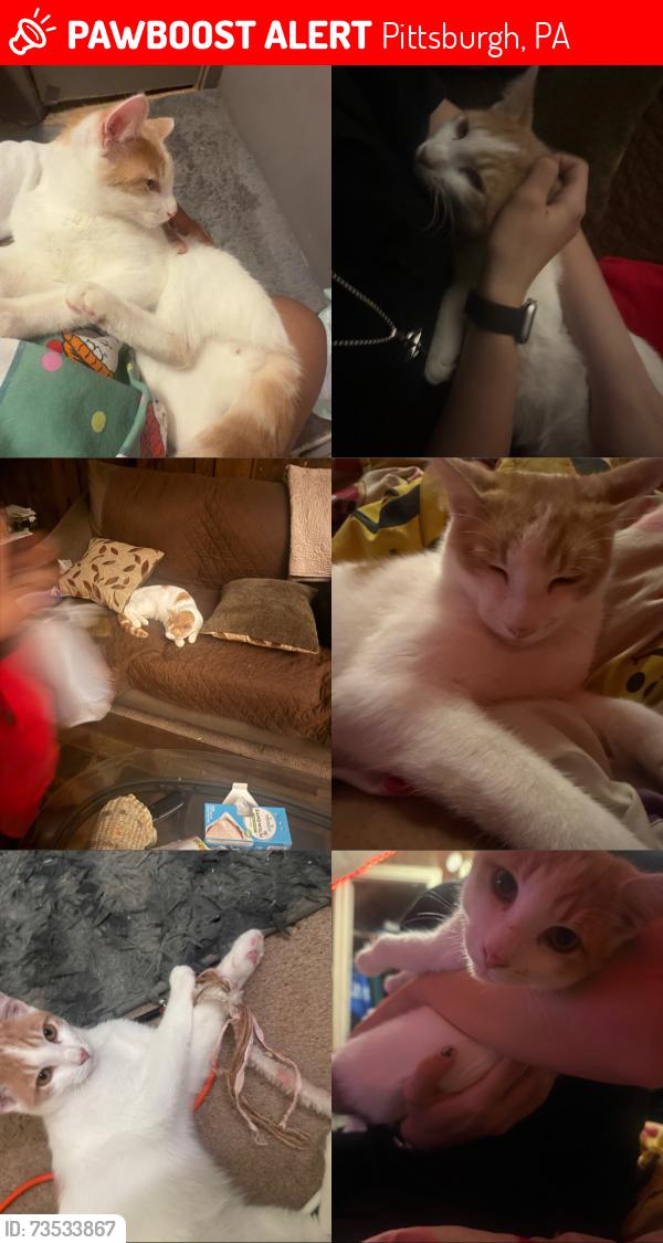 Lost Male Cat last seen Near marland st, Pittsburgh, PA 15210