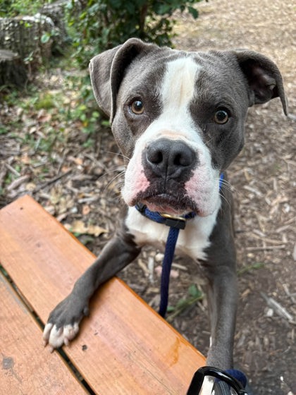 Shelter Stray Male Dog last seen Near Tramore rd, 21214, MD, 2490 Giles Rd, Baltimore, MD 21225, USA