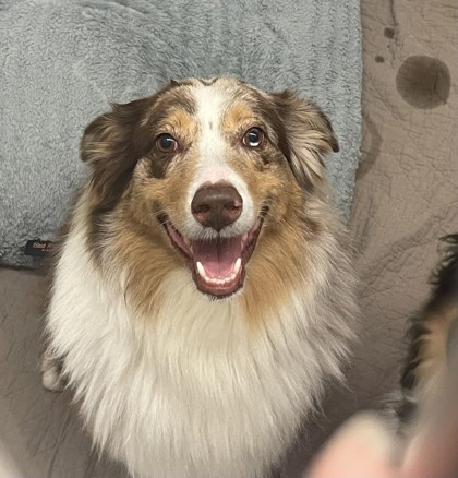 Shelter Stray Female Dog last seen , Keller, TX, 330 Rufe Snow Dr, Keller, TX 76248, USA