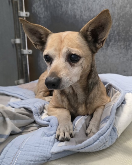 Shelter Stray Male Dog last seen VERNON ST & COMMUNITY DR, Roseville City, CA, 200 Tahoe Ave, Roseville, CA 95678, USA