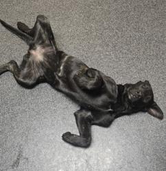 Shelter Stray Female Dog last seen Washington Blvd & Hallissy Dr, Roseville City, CA, 200 Tahoe Ave, Roseville, CA 95678, USA