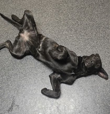 Shelter Stray Female Dog last seen Washington Blvd & Hallissy Dr, Roseville City, CA, 200 Tahoe Ave, Roseville, CA 95678, USA