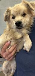 Shelter Stray Male Dog last seen Hill Drive/Ave 17, Madera County, CA, 205 Tozer St, Madera, CA 93638, USA