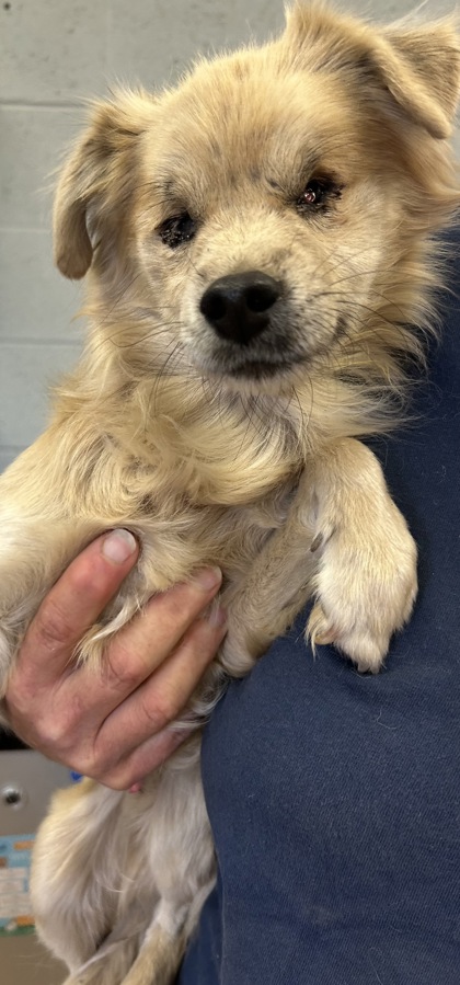 Shelter Stray Male Dog last seen Hill Drive/Ave 17, Madera County, CA, 205 Tozer St, Madera, CA 93638, USA
