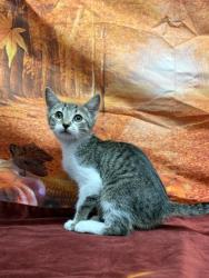 Shelter Stray Female Cat last seen Near Morningview Dr, Unknown, TX, 11300 Nacogdoches Rd, San Antonio, TX 78217, USA