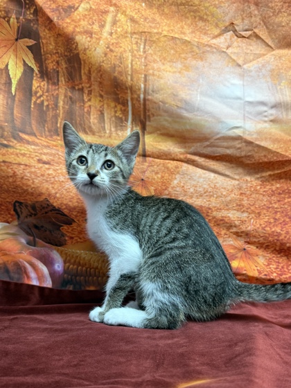 Shelter Stray Female Cat last seen Near Morningview Dr, Unknown, TX, 11300 Nacogdoches Rd, San Antonio, TX 78217, USA
