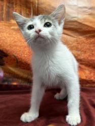 Shelter Stray Male Cat last seen Near Morningview Dr, Unknown, TX, 11300 Nacogdoches Rd, San Antonio, TX 78217, USA