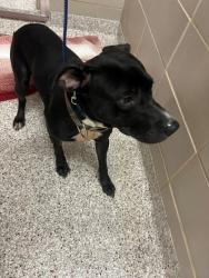 Shelter Stray Male Dog last seen Near Fair Oak Dr, Gastonia, NC, 1491 Business Park Ct, Gastonia, NC 28052, USA