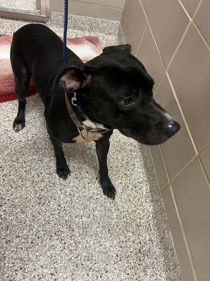 Shelter Stray Male Dog last seen Near Fair Oak Dr, Gastonia, NC, 1491 Business Park Ct, Gastonia, NC 28052, USA