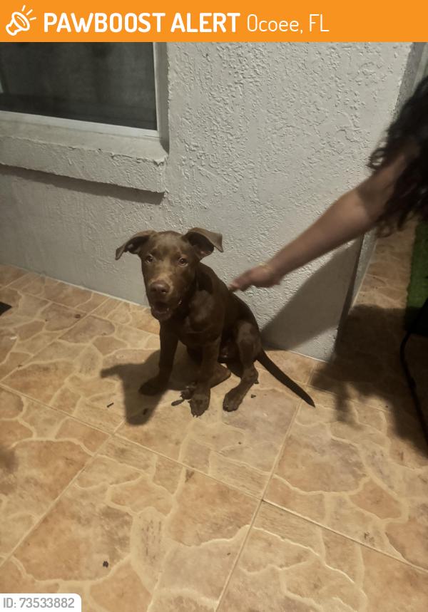 Found/Stray Female Dog last seen Lakewood Ave Ocoee, Ocoee, FL 34761