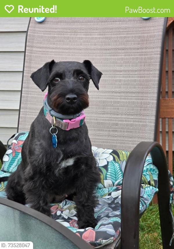 Reunited Female Dog last seen Oakdale Ave and 171st, Hammond, IN 46324