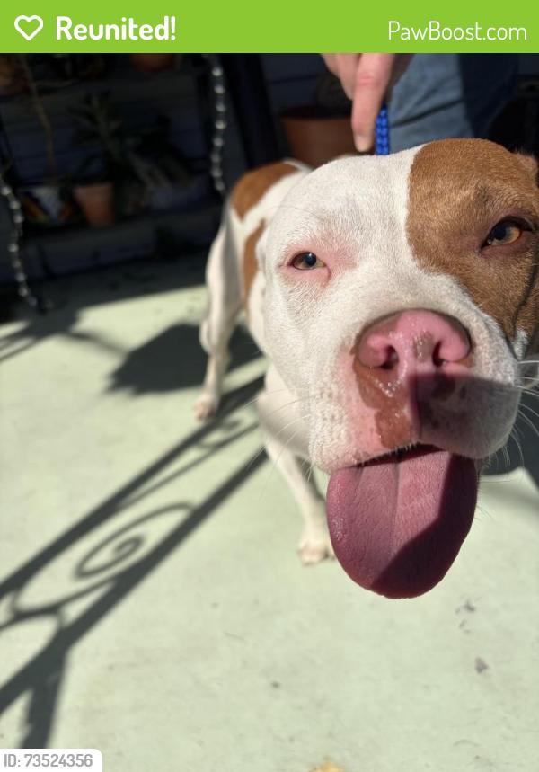 Reunited Unknown Dog last seen Music St, New Orleans, LA 70117