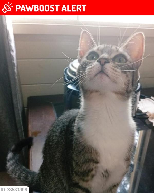 Lost Female Cat last seen Colégio estadual Arlinda Ferreira Creplive, Jardim Creplive, PR 83420-000