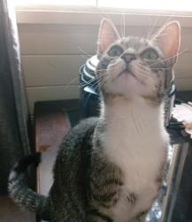Lost Female Cat last seen Colégio estadual Arlinda Ferreira Creplive, Jardim Creplive, PR 83420-000