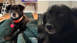 Lost Female Dog last seen Running through the woods downhill from my hse, Silver Creek, GA 30173