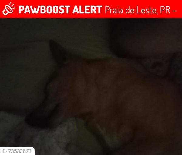 Lost Female Dog last seen Rua Baronesa do cerro azul, Praia de Leste, PR 83255-000