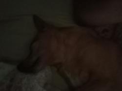 Lost Female Dog last seen Rua Baronesa do cerro azul, Praia de Leste, PR 83255-000