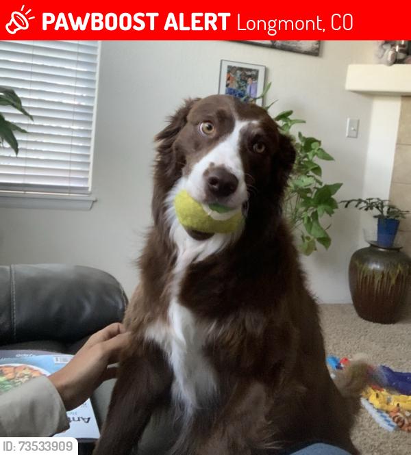 Lost Female Dog last seen Brakes plus Firestone, Longmont, CO 80504