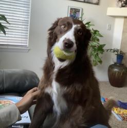 Lost Female Dog last seen Brakes plus Firestone, Longmont, CO 80504