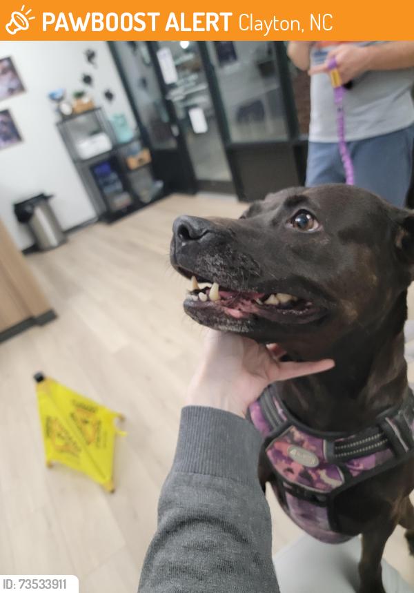 Found/Stray Female Dog last seen Church, Clayton, NC 27520