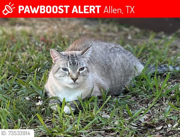 Lost Unknown Cat last seen Next to a big grey lightpost in between 1411 and 1409, Allen, TX 75002