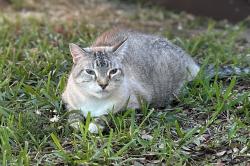 Lost Unknown Cat last seen Next to a big grey lightpost in between 1411 and 1409, Allen, TX 75002