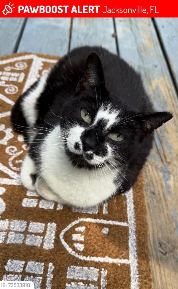 Lost Female Cat last seen Pemberton and beach blvd, Jacksonville, FL 32224