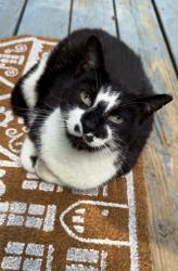 Lost Female Cat last seen Pemberton and beach blvd, Jacksonville, FL 32224