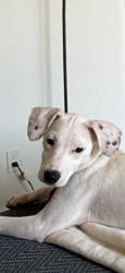Lost Female Dog last seen Marine and Larch Ave, Lawndale, CA 90260