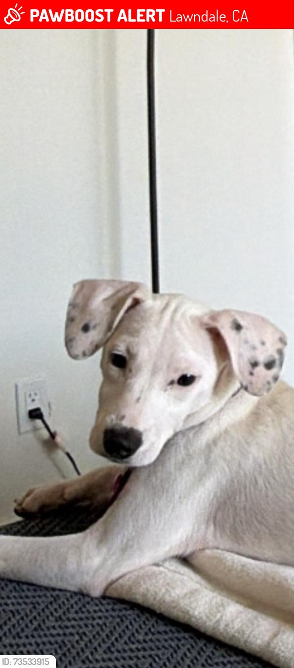Lost Female Dog last seen Marine and Larch Ave, Lawndale, CA 90260