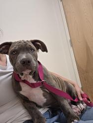 Found/Stray Male Dog last seen Penn and Britton, Oklahoma City, OK 73120